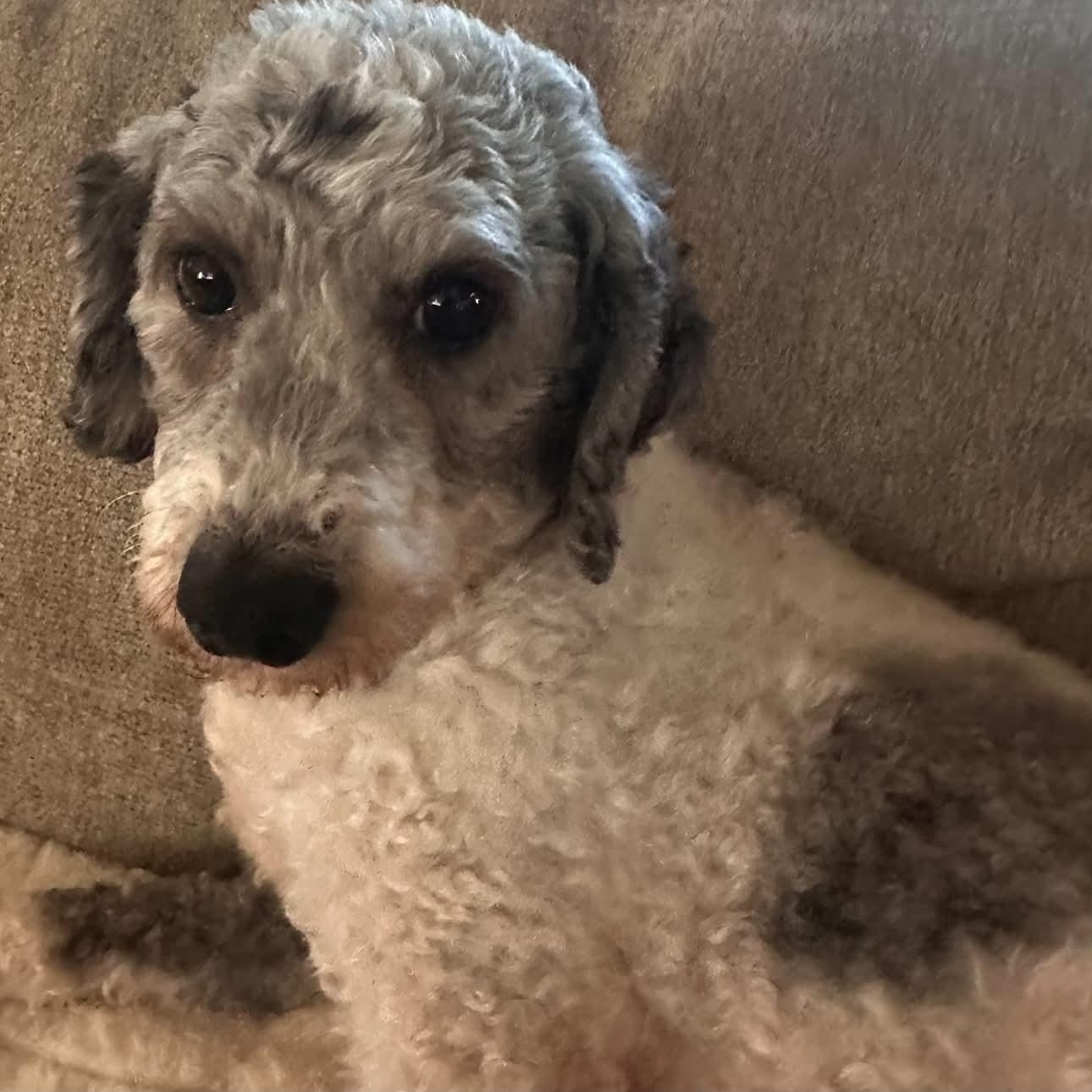 Margot, a ADOPTABLE Miniature Poodle in Rochester, NY image 1/4