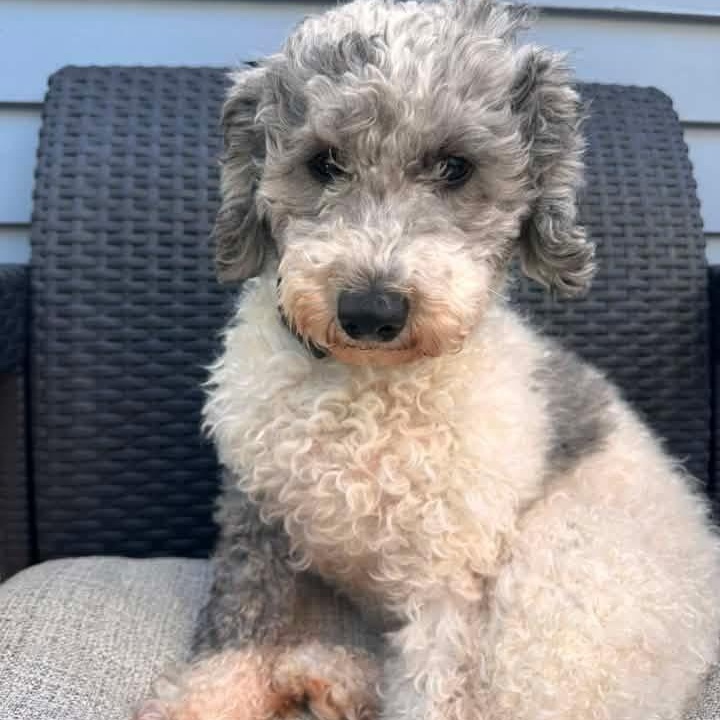 Margot, ADOPTABLE, Adult Female Miniature Poodle.