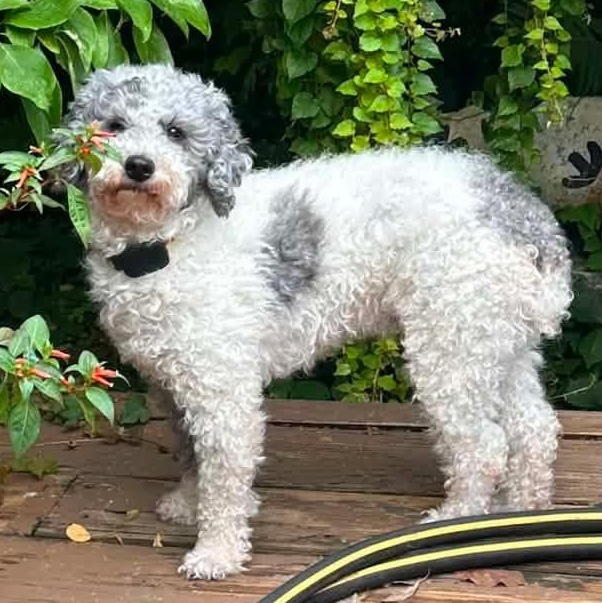 Enlarge Margot, a ADOPTABLE Miniature Poodle in Rochester, NY image 6/6