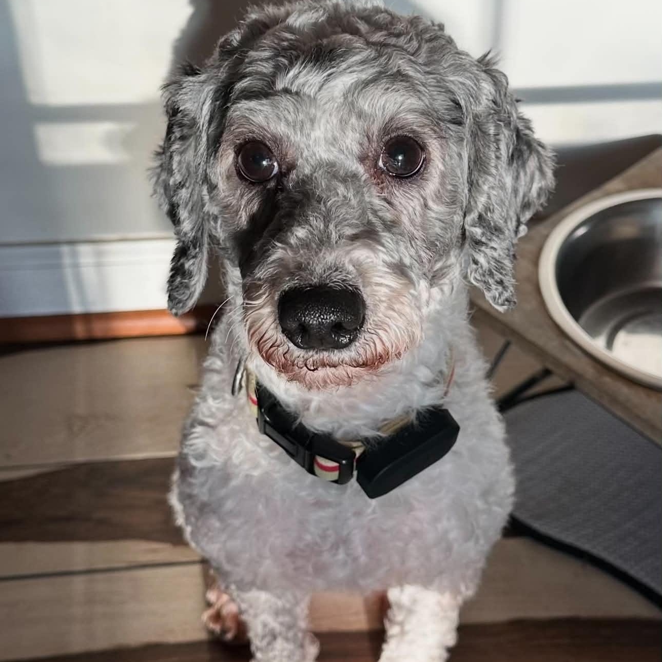 Margot, a ADOPTABLE Miniature Poodle in Rochester, NY image 4/4