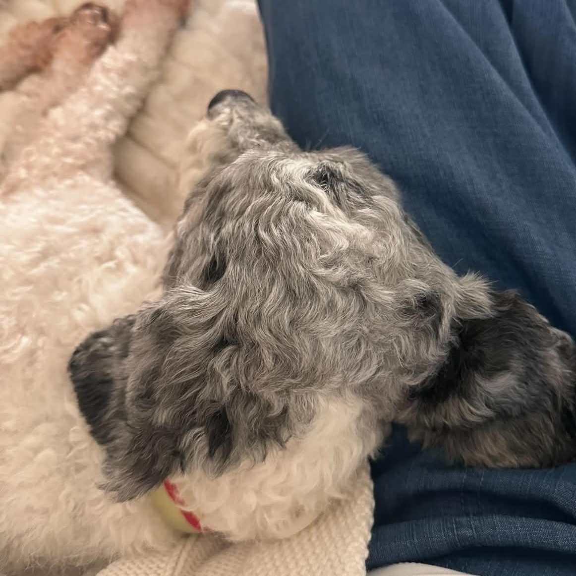 Margot, a ADOPTABLE Miniature Poodle in Rochester, NY image 2/4