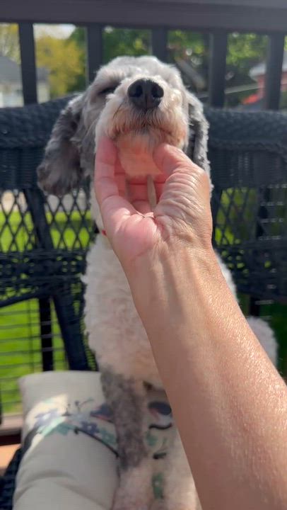 Enlarge Margot, a ADOPTABLE Miniature Poodle in Rochester, NY video 3/4