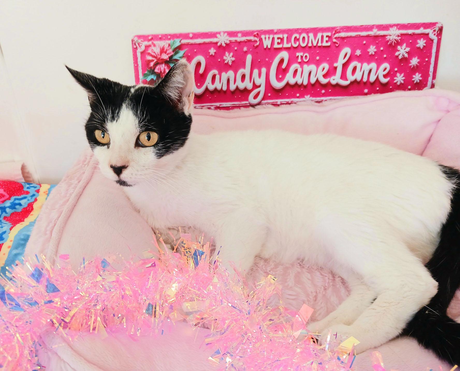 Maddie Brightstar, ADOPTABLE, Senior Female Turkish Van.