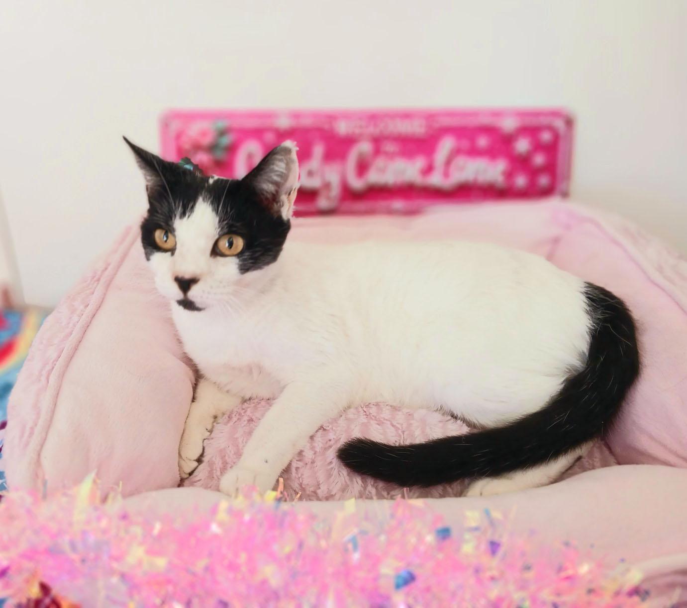 Maddie Brightstar, a ADOPTABLE mixed breed in Mesa, AZ image 2/4