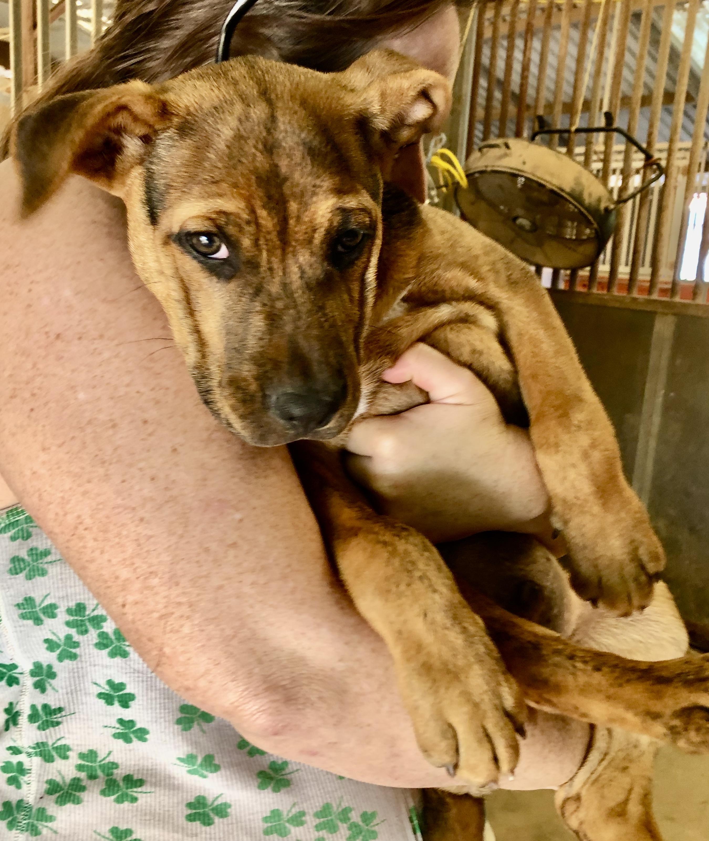 CHANDLER, a Adoptable mixed breed in Thousand Oaks, CA image 4/6