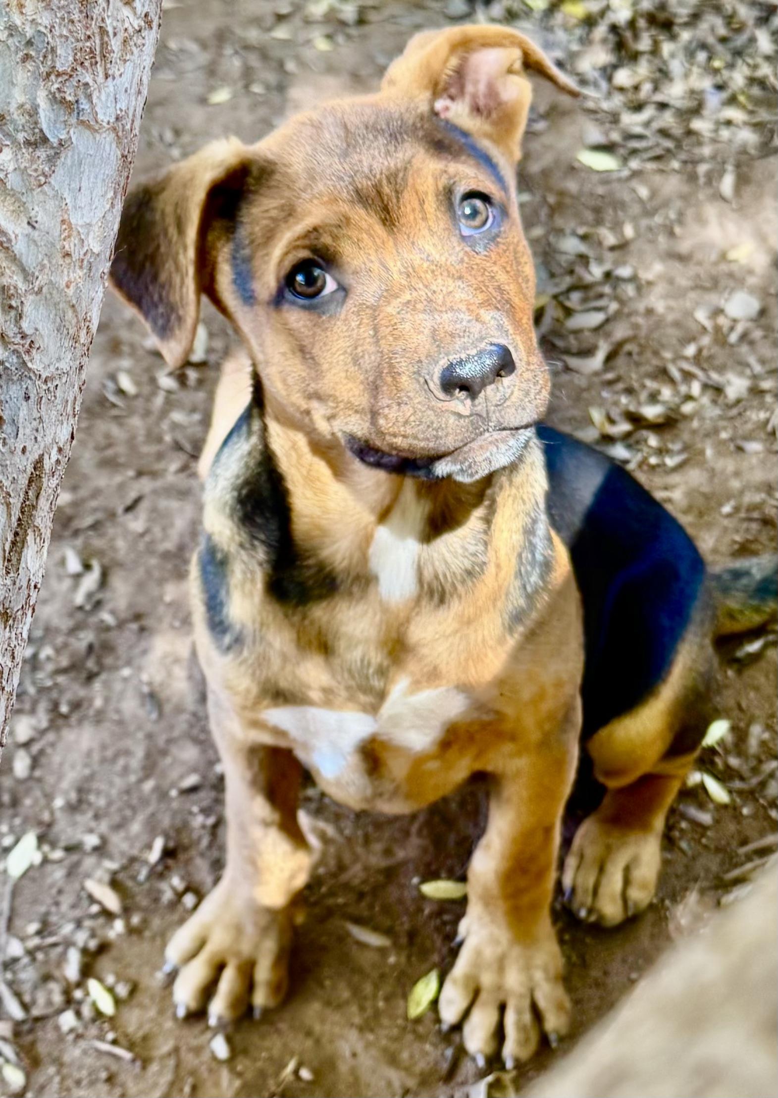 CHANDLER, a Adoptable mixed breed in Thousand Oaks, CA image 3/6