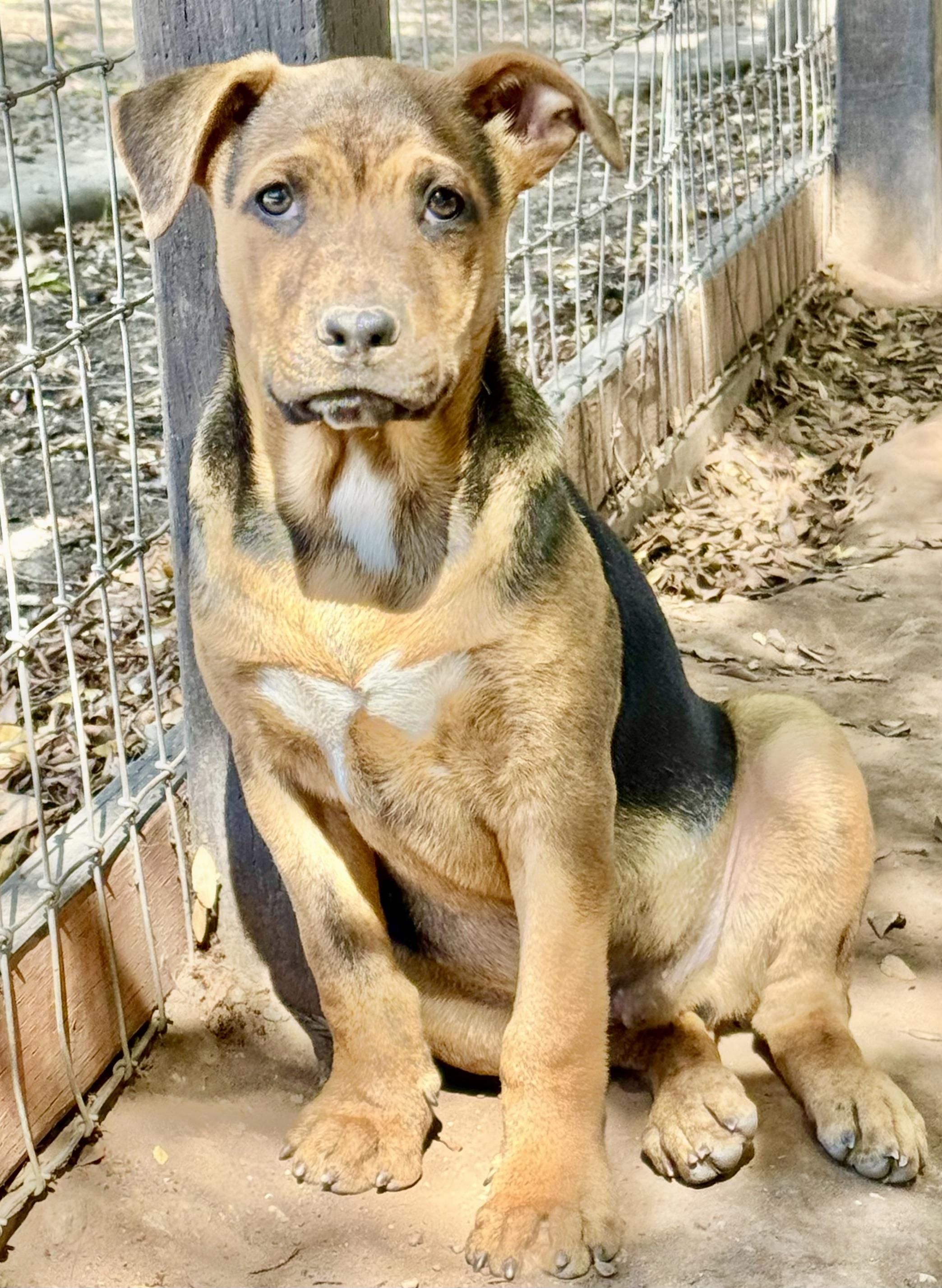 CHANDLER, a Adoptable mixed breed in Thousand Oaks, CA image 5/6
