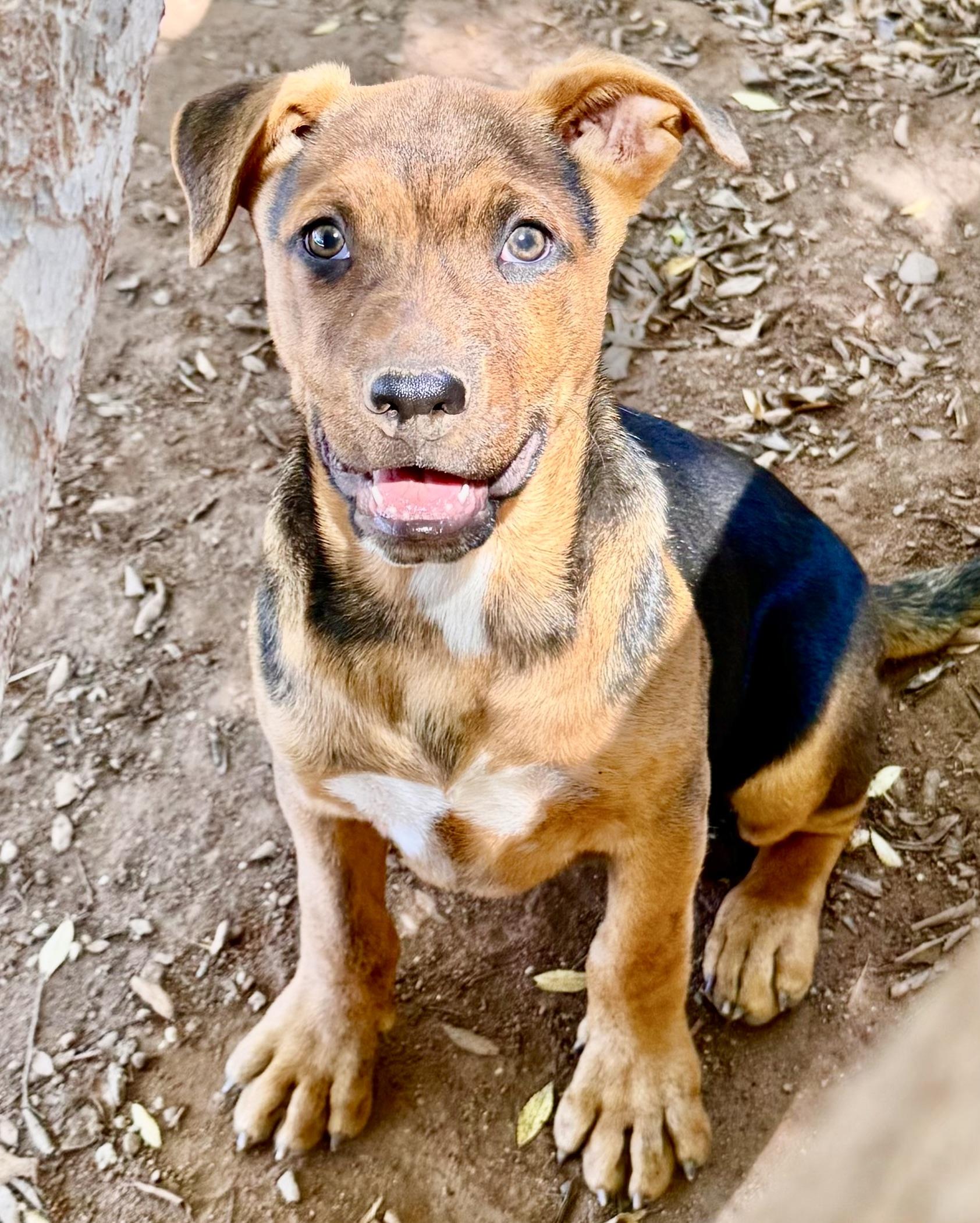 CHANDLER, a Adoptable mixed breed in Thousand Oaks, CA image 2/6