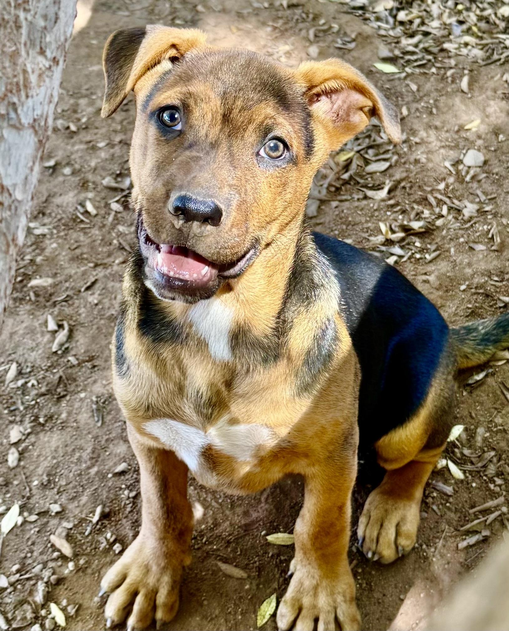 CHANDLER, a Adoptable mixed breed in Thousand Oaks, CA image 6/6