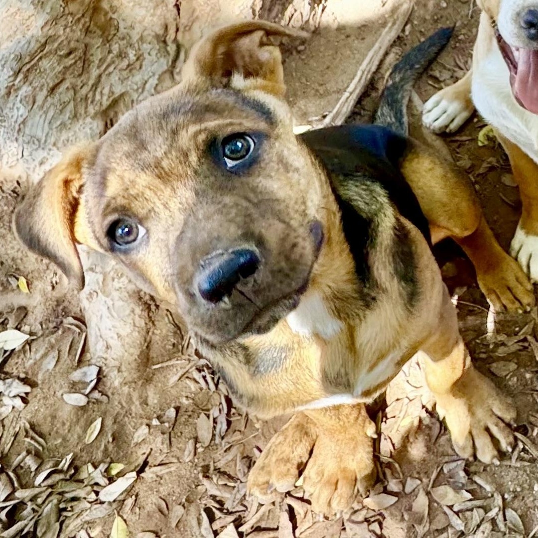 CHANDLER, Adoptable, Puppy Male American Staffordshire Terrier & Black and Tan Coonhound.
