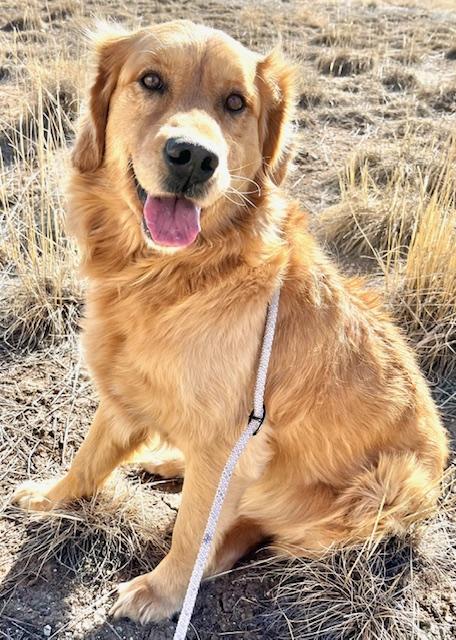 Enlarge Buddy, an adopted Golden Retriever in San Luis, CO image 2/2