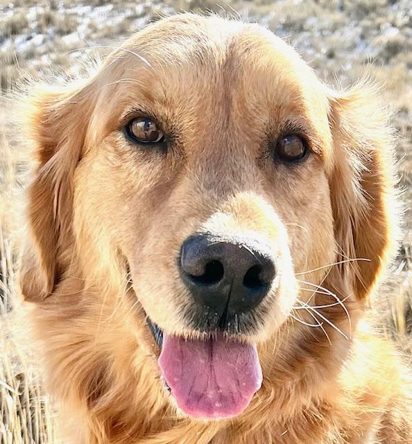 Enlarge Buddy, an adopted Golden Retriever in San Luis, CO image 1/2
