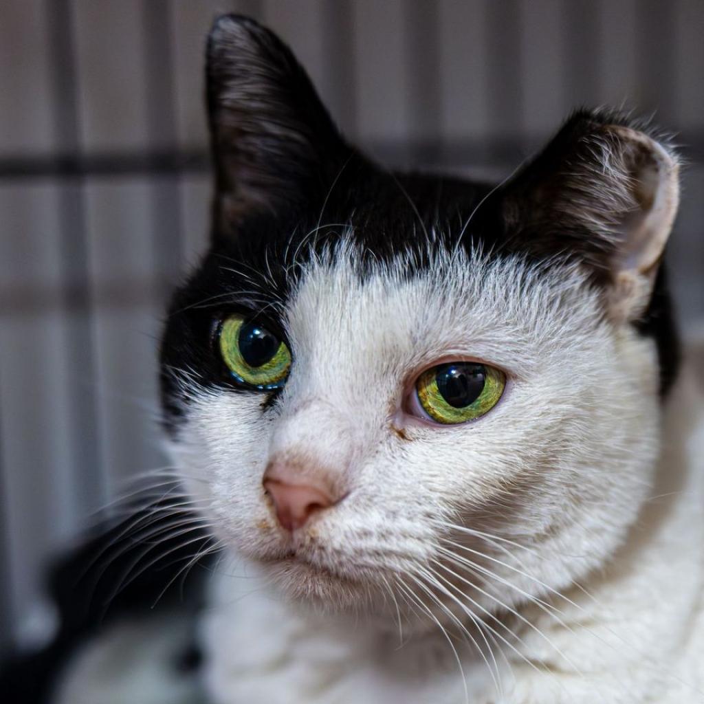 Lizzy B. (I have a Secret Crush!), Adoptable, Senior Female Domestic Short Hair.