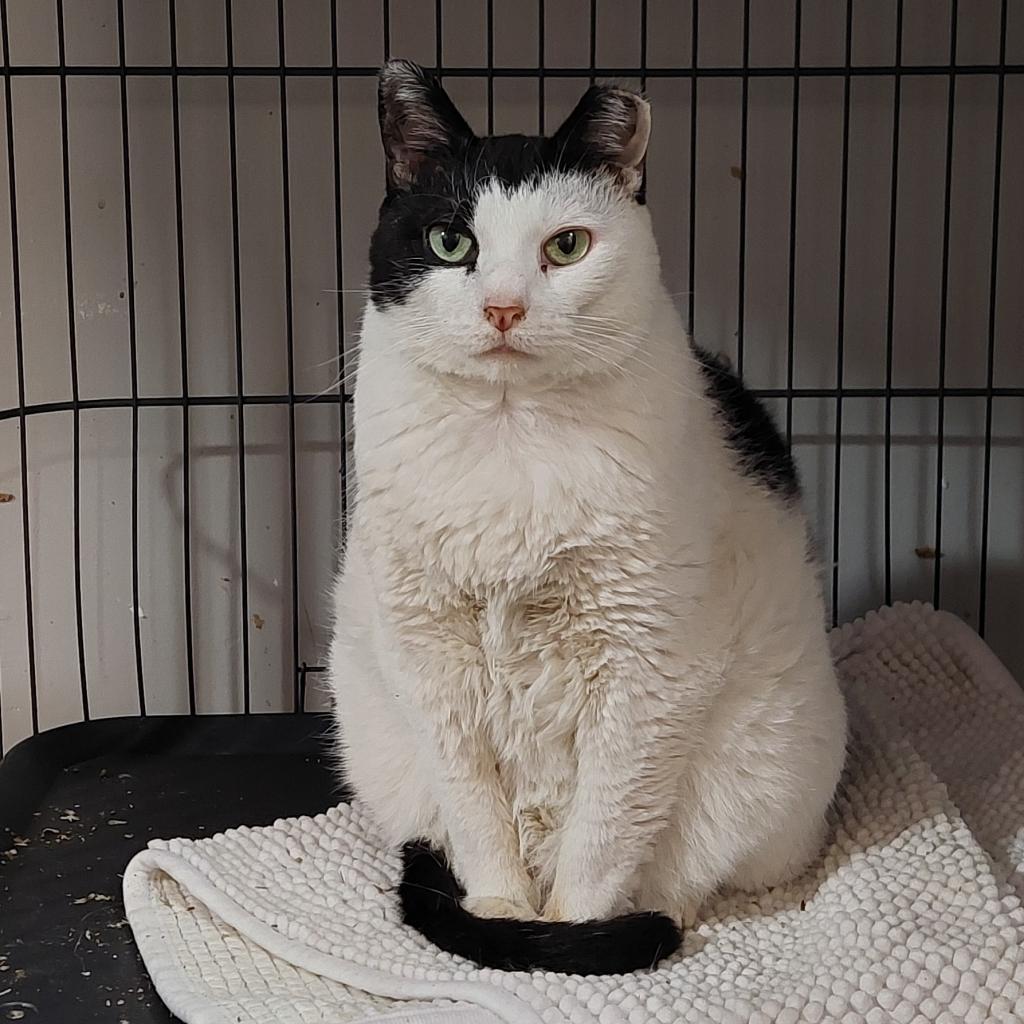 Enlarge Lizzy B. (I have a Secret Crush!), a Adoptable mixed breed in Decatur, GA image 2/6