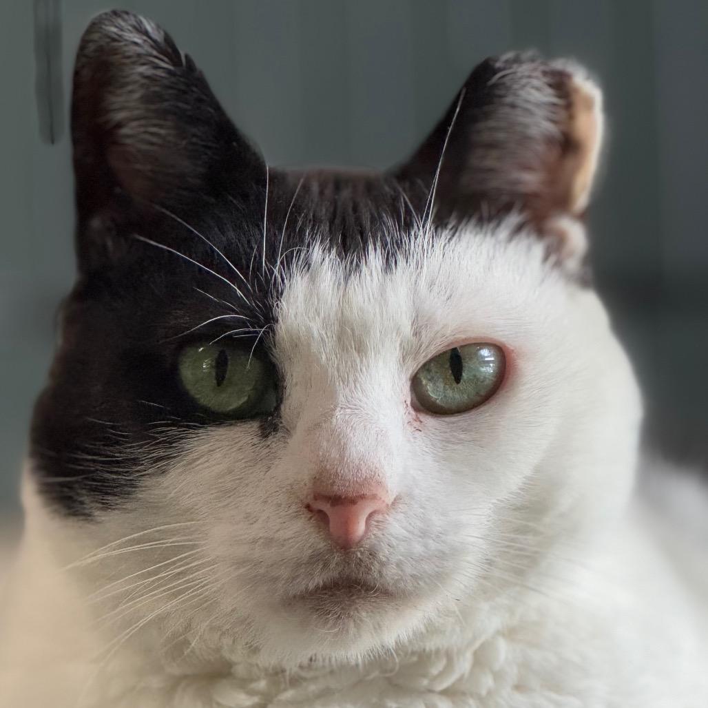 Enlarge Lizzy B. (I have a Secret Crush!), a Adoptable mixed breed in Decatur, GA image 3/6