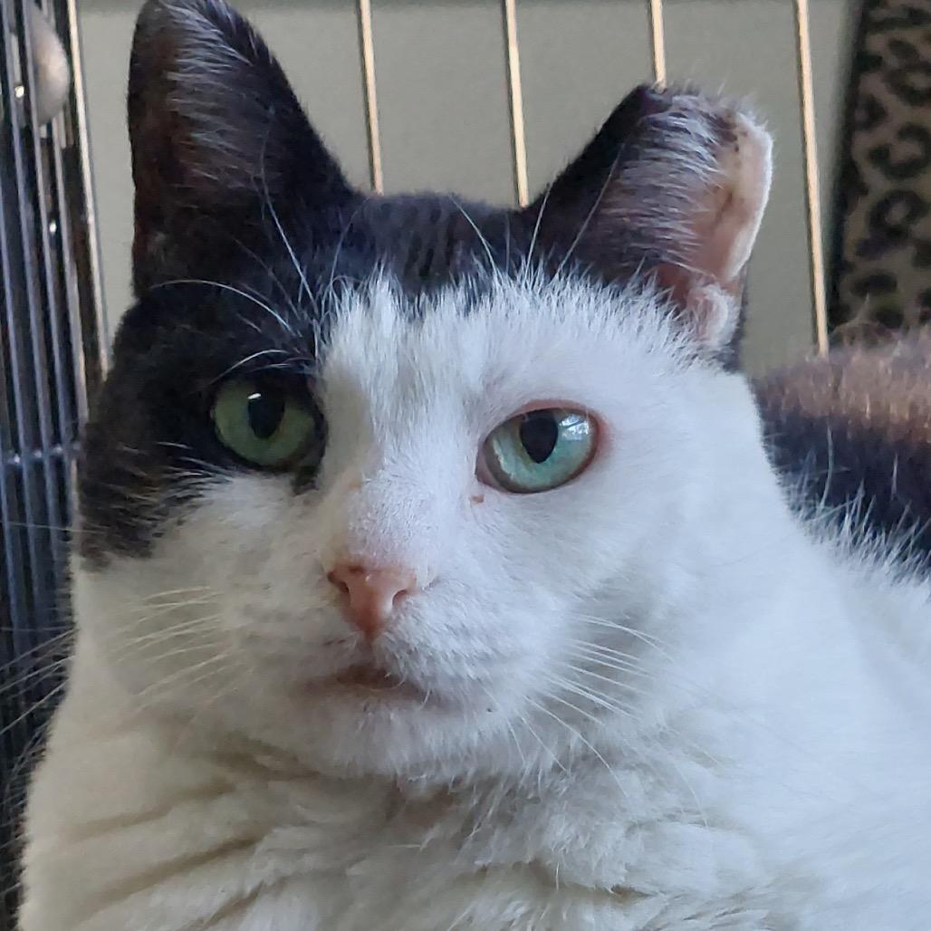 Enlarge Lizzy B. (I have a Secret Crush!), a Adoptable mixed breed in Decatur, GA image 4/6