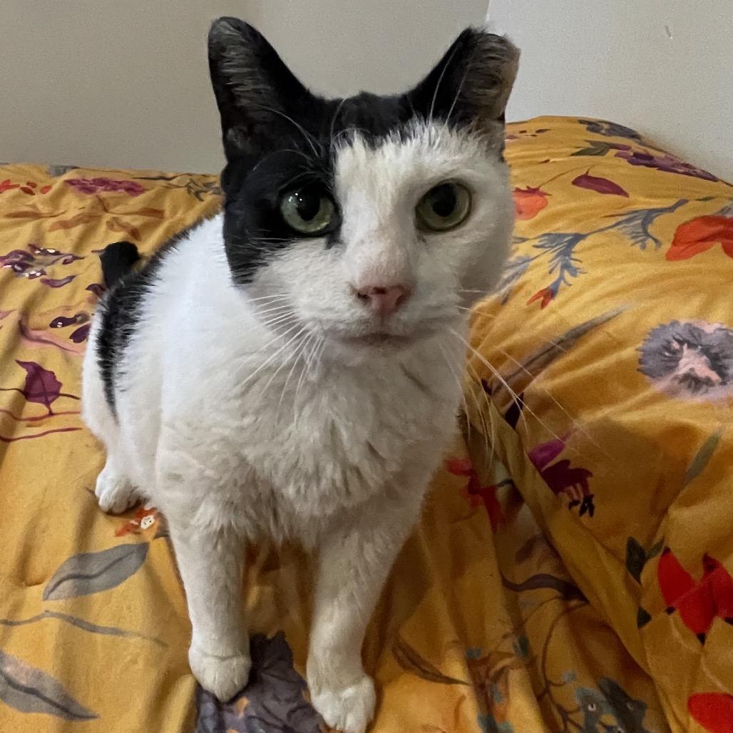 Enlarge Lizzy B. (I have a Secret Crush!), a Adoptable mixed breed in Decatur, GA image 5/6