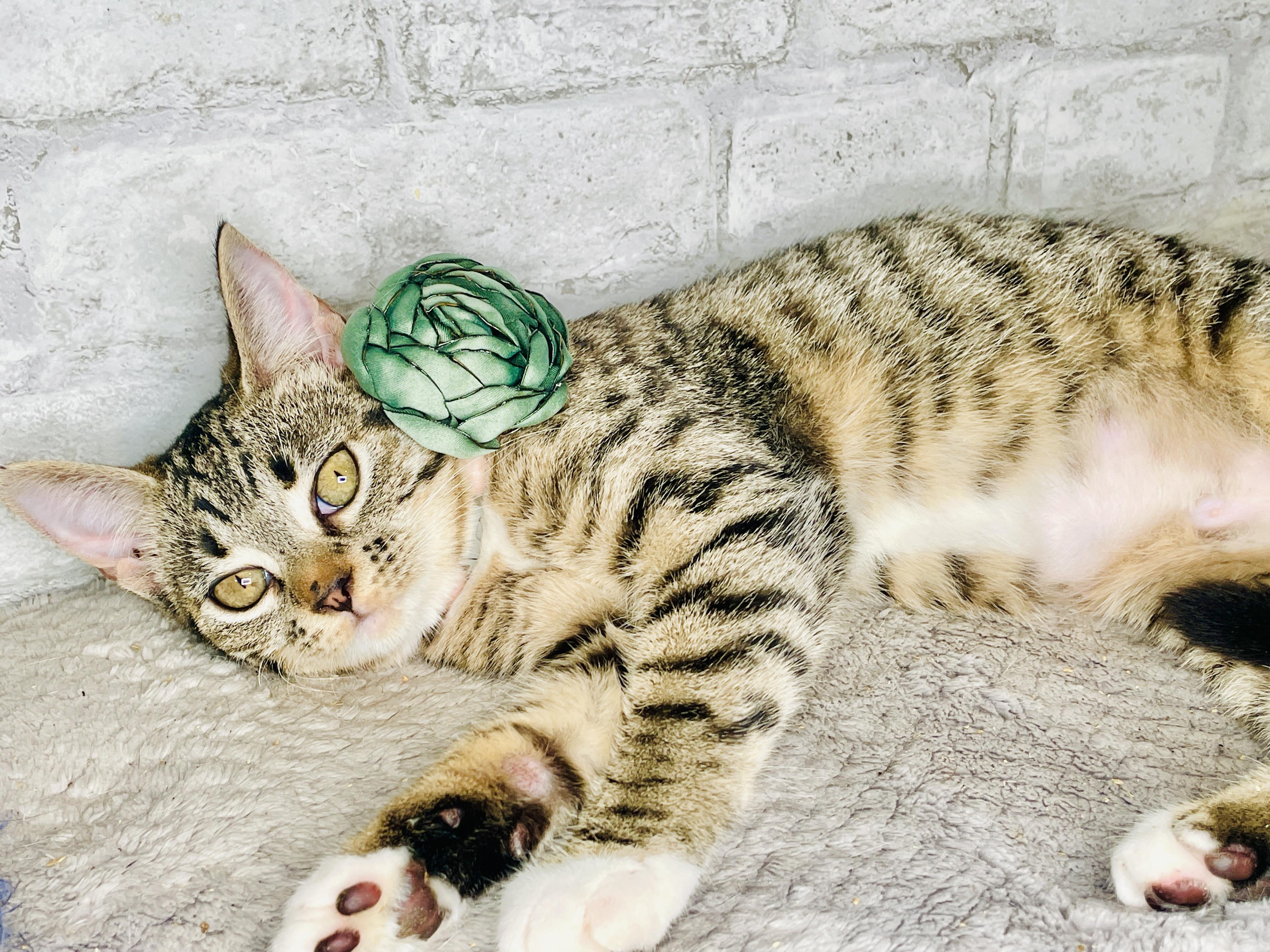 Enlarge Bonnie Rae, a ADOPTABLE Domestic Short Hair in Rocky Hill, CT image 1/6