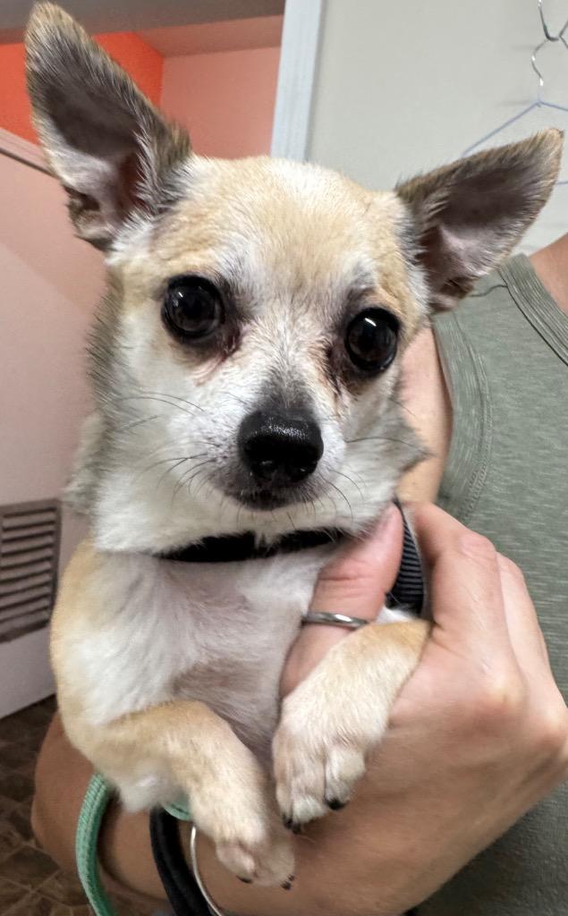 Enlarge Meeko, a Adoptable Chihuahua in St. Albans, VT image 1/1