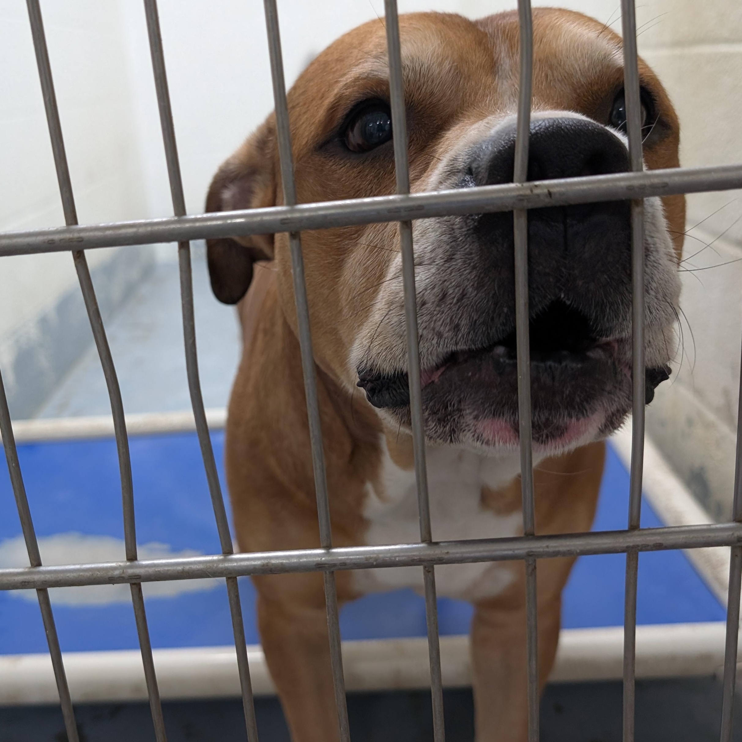 Enlarge 192459 LOOKING FOR OWNER, a Adoptable Pit Bull Terrier in Ravenna, OH image 4/4