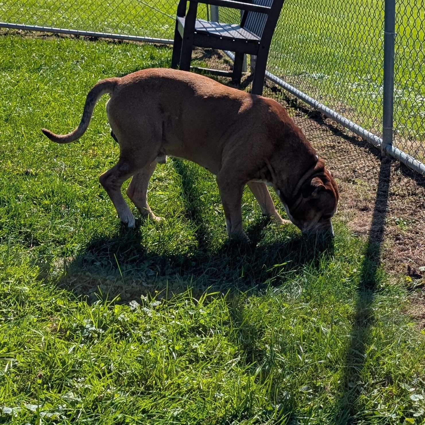Enlarge 192459 LOOKING FOR OWNER, a Adoptable Pit Bull Terrier in Ravenna, OH image 2/4