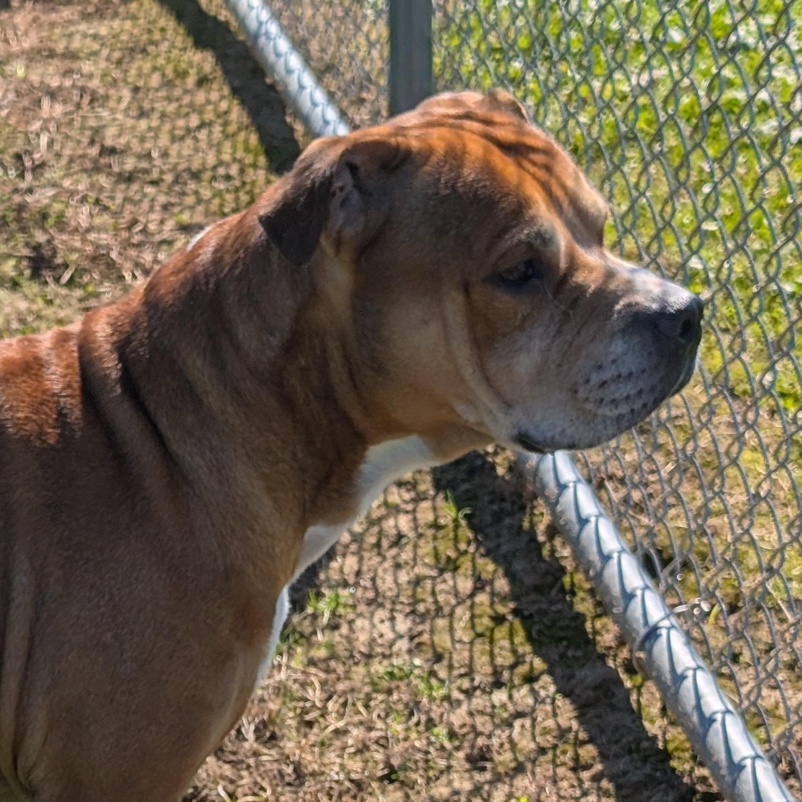Enlarge 192459 LOOKING FOR OWNER, a Adoptable Pit Bull Terrier in Ravenna, OH image 1/4
