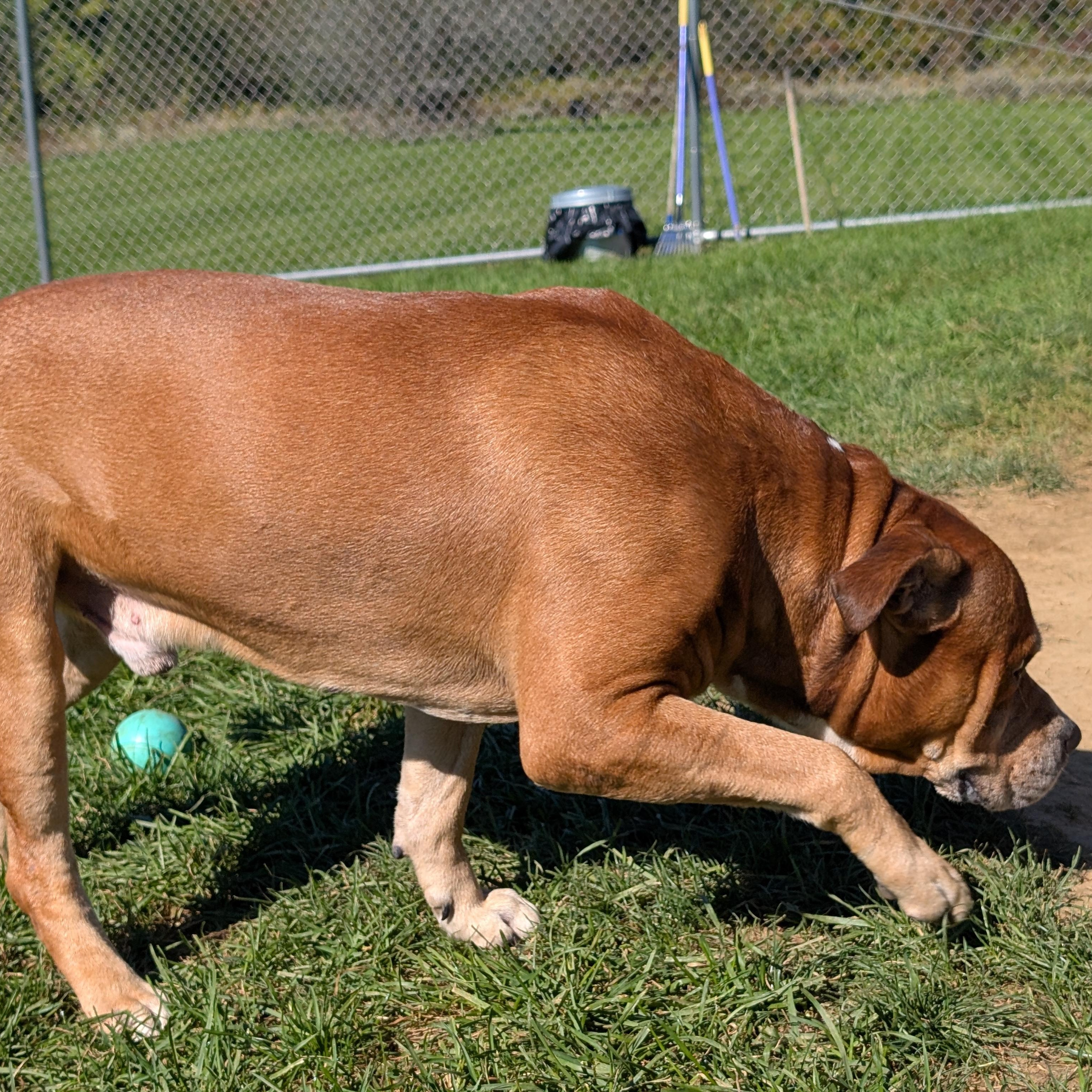 Enlarge 192459 LOOKING FOR OWNER, a Adoptable Pit Bull Terrier in Ravenna, OH image 3/4
