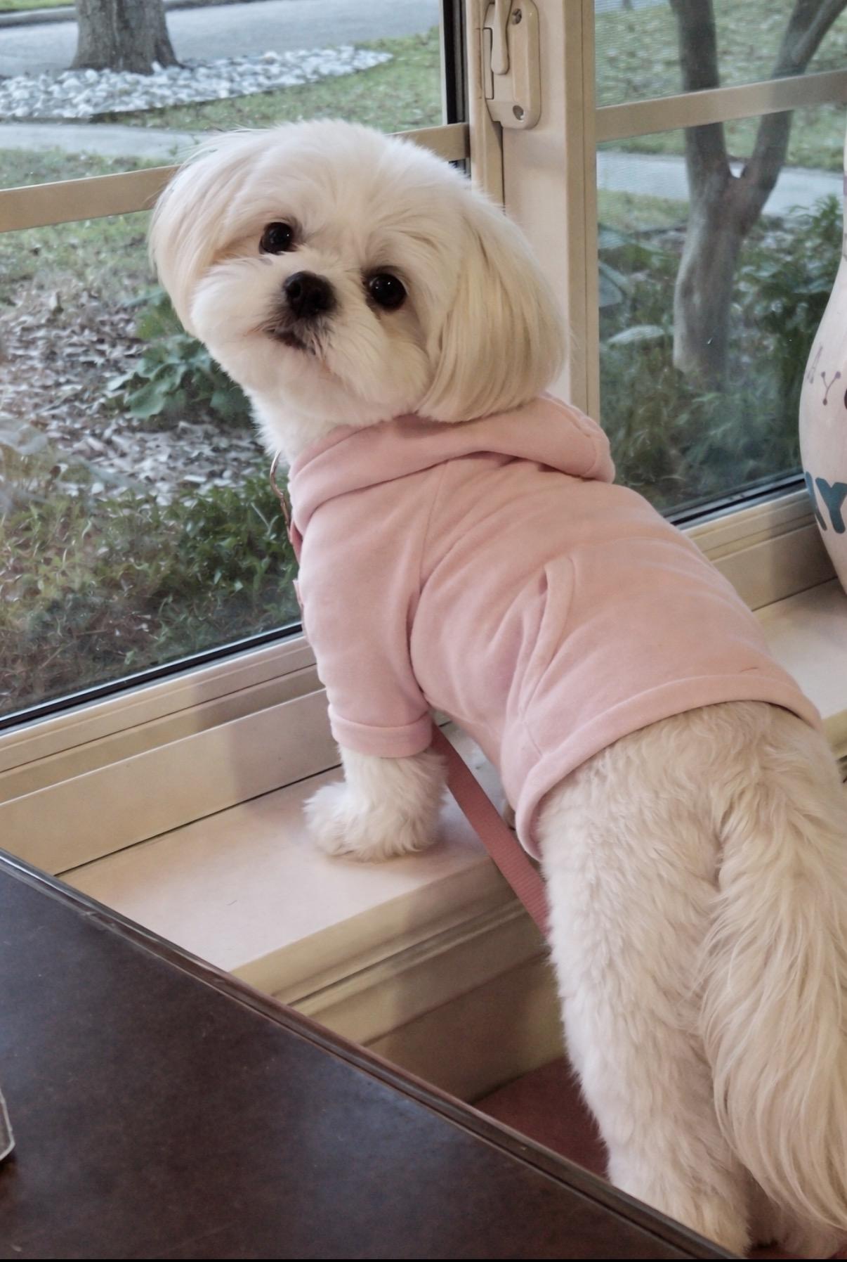 Enlarge Luna GDP, an adopted Shih Tzu in Dallas, TX image 1/3