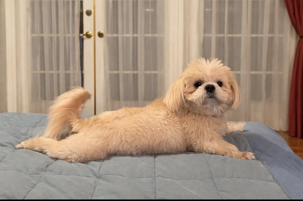 Enlarge Luna GDP, an adopted Shih Tzu in Dallas, TX image 2/3