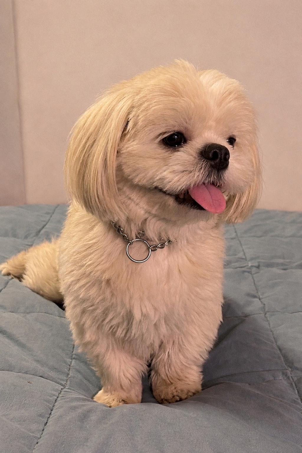 Enlarge Luna GDP, an adopted Shih Tzu in Dallas, TX image 3/3
