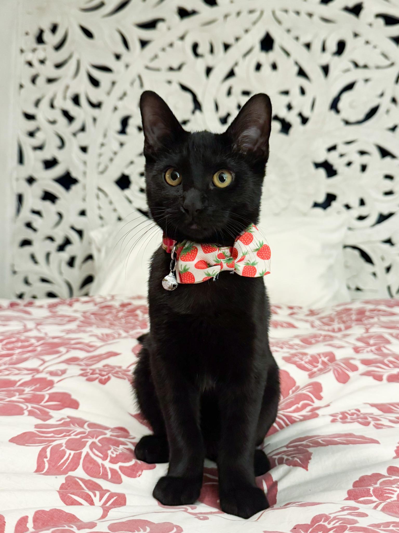 Enlarge Scarlett, a Adopted Domestic Short Hair in San Diego, CA image 1/1