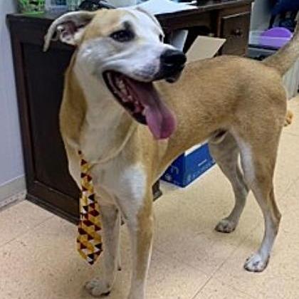 Prince, Adoptable, Adult Male Terrier & Mixed Breed.