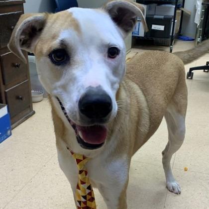 Enlarge Prince, a Adoptable mixed breed in Tyler, TX image 2/6