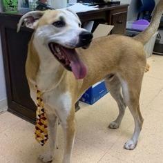 Enlarge Prince, a Adoptable mixed breed in Tyler, TX image 3/6