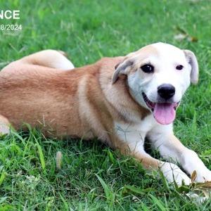 Enlarge Prince, a Adoptable mixed breed in Tyler, TX image 4/6
