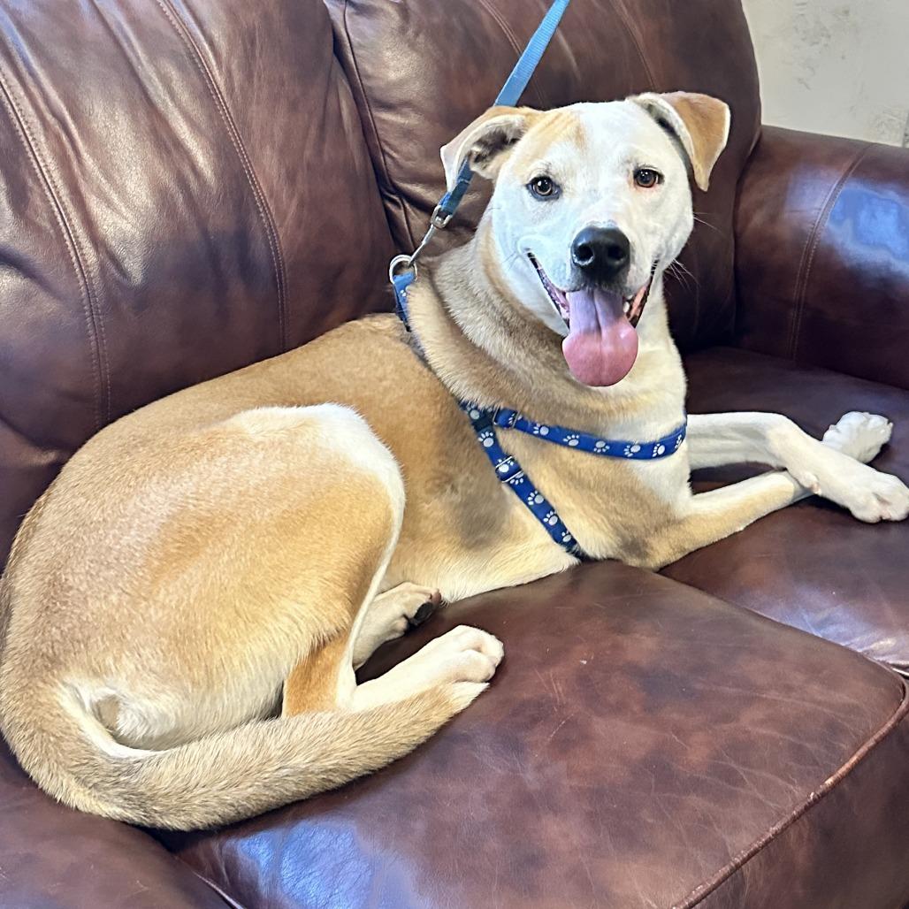 Enlarge Prince, a Adoptable mixed breed in Tyler, TX image 5/6