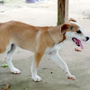 Enlarge Prince, a Adoptable mixed breed in Tyler, TX image 6/6