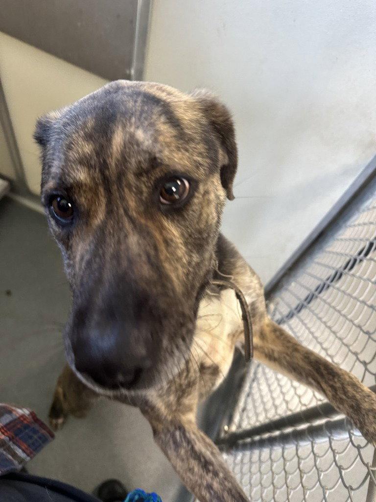 DA 32 Tink, Adoptable, Adult Female Shepherd.