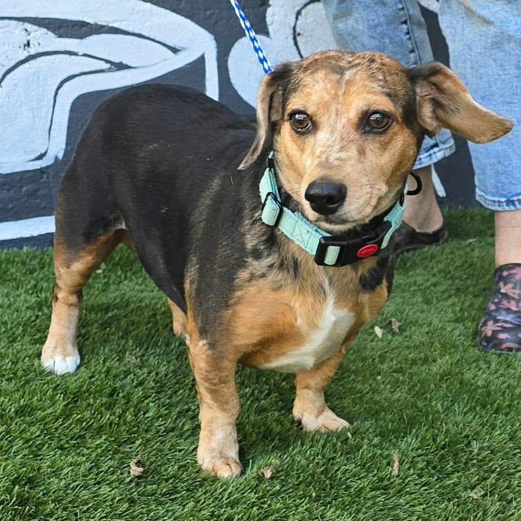 Enlarge FOSTER NEEDED - Maya, a Adoptable mixed breed in Staten Island, NY image 1/1
