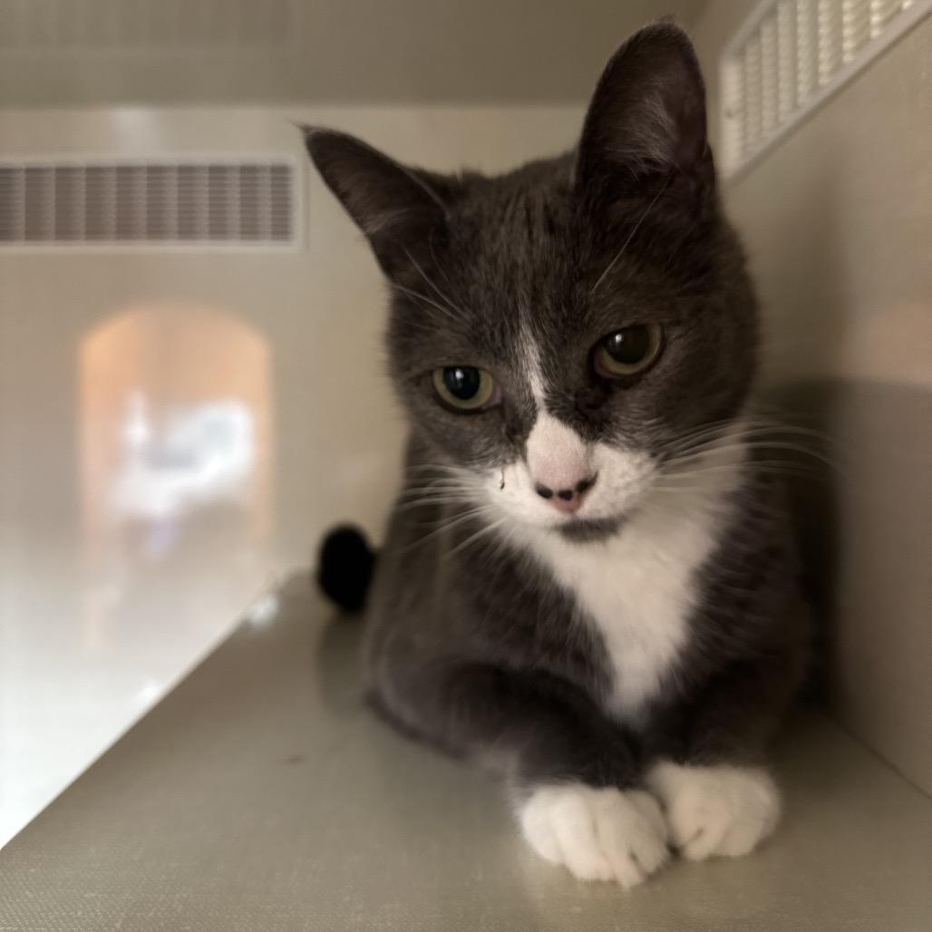 Faith, Adoptable, Senior Female Domestic Short Hair.