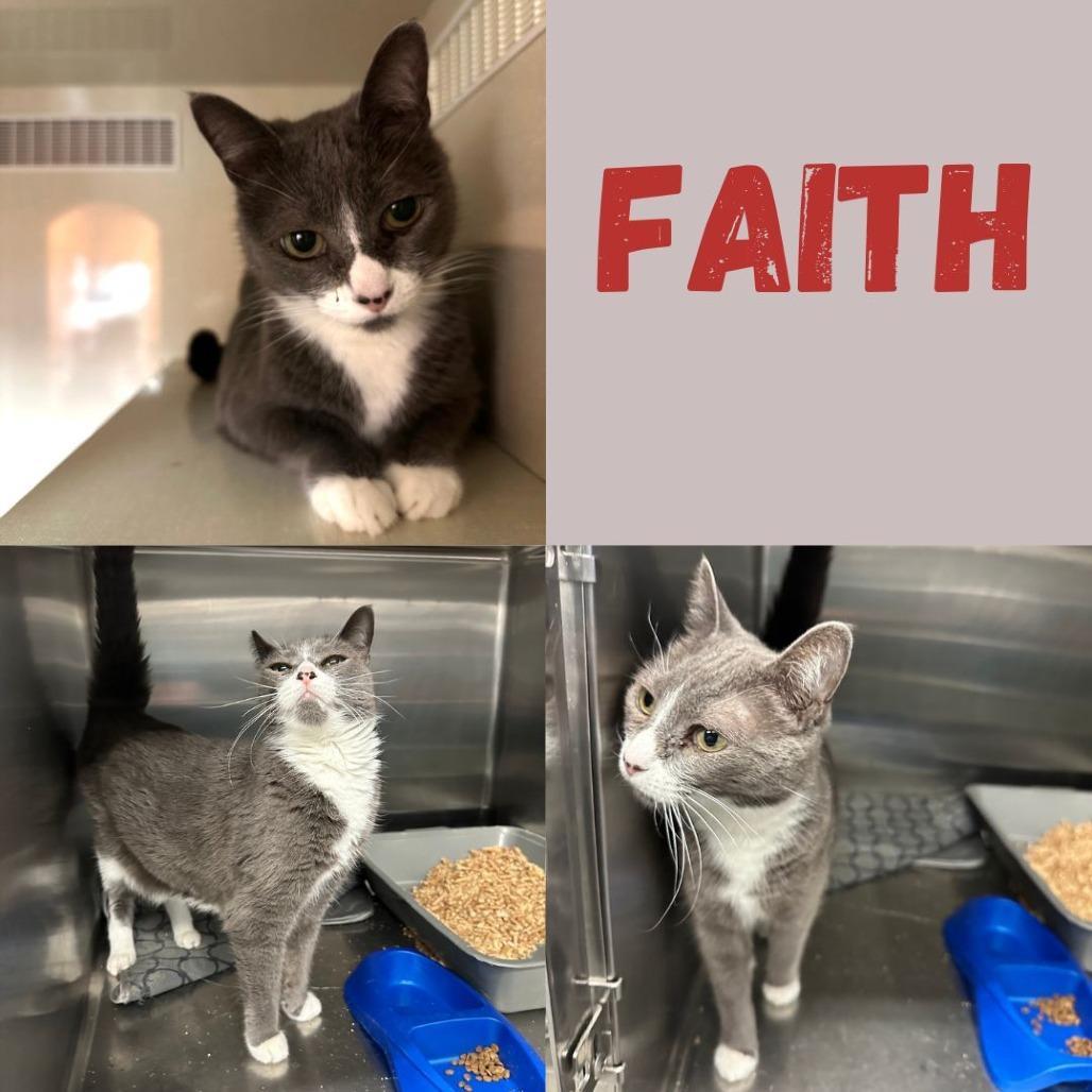Faith, a Adoptable Domestic Short Hair in Spokane, WA image 2/6