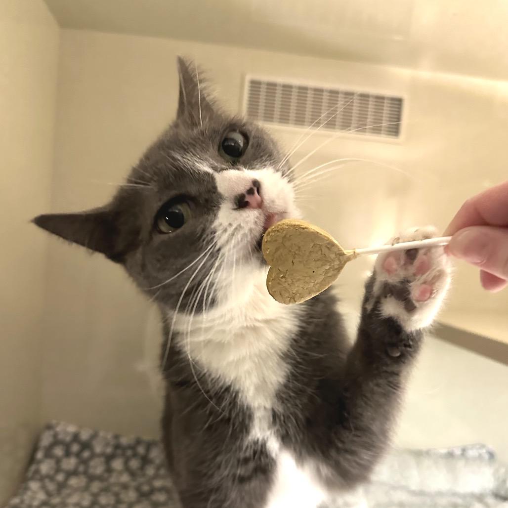 Faith, a Adoptable Domestic Short Hair in Spokane, WA image 5/6