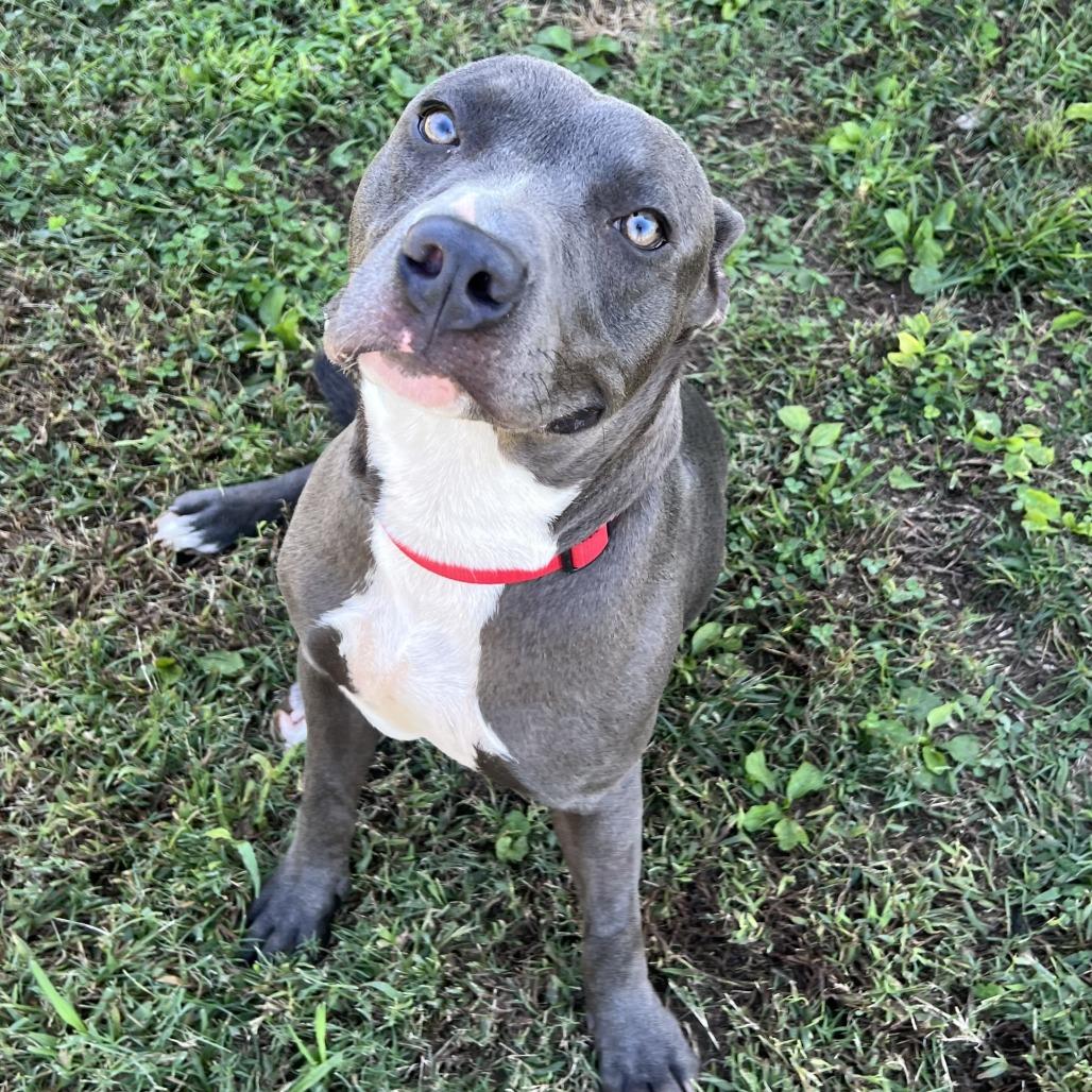 Good Boy, Adoptable, Young Male Mixed Breed.