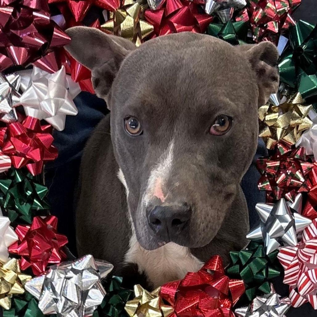 Enlarge Good Boy, a Adoptable Mixed Breed in Huntsville, AL image 3/4