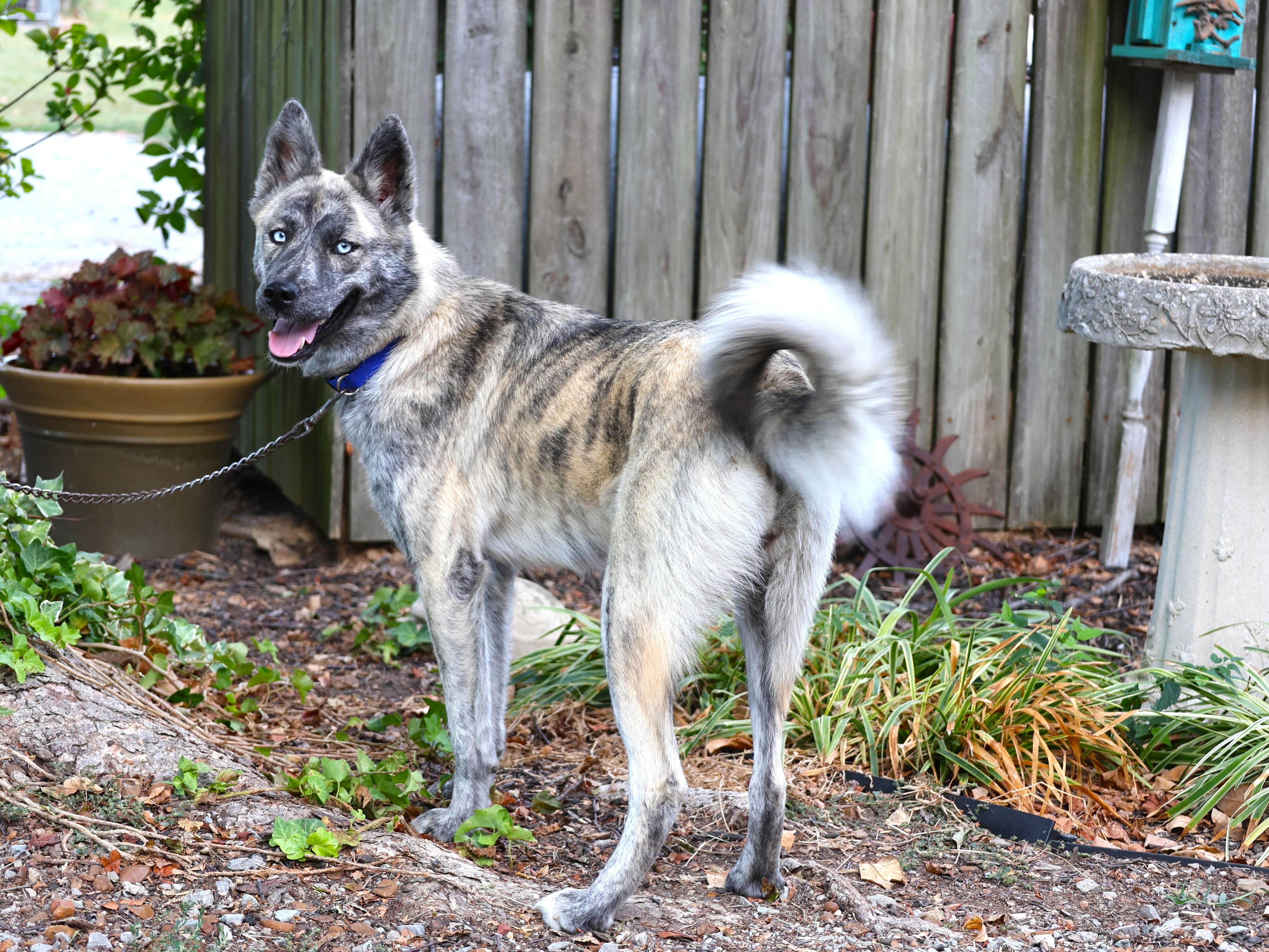 Enlarge BRIDGET, a Adoptable mixed breed in Southington, CT image 3/6