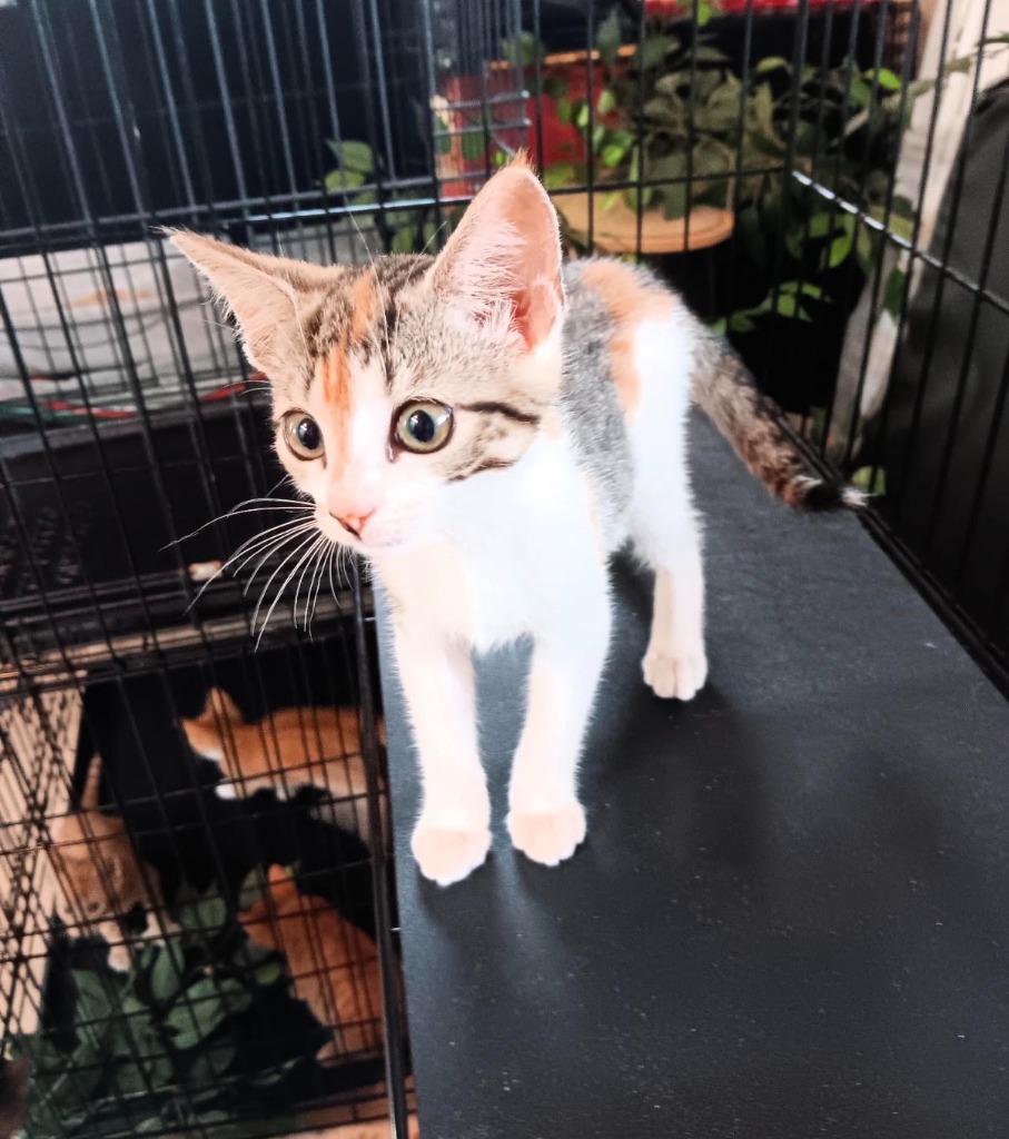 ELSA, Adoptable, Kitten Female Domestic Short Hair.
