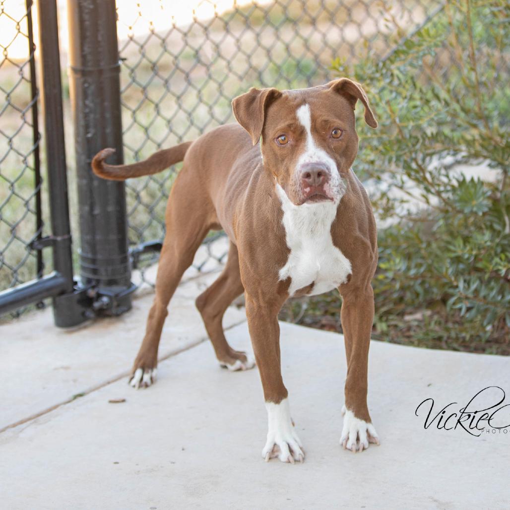 Rocco, Adoptable, Adult Male Pit Bull Terrier.