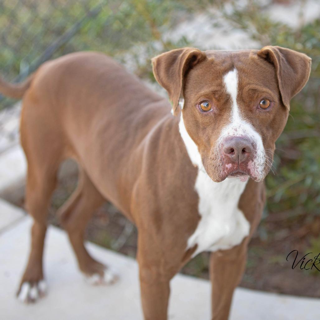 Enlarge Rocco, a Adoptable Pit Bull Terrier in Abilene, TX image 2/3