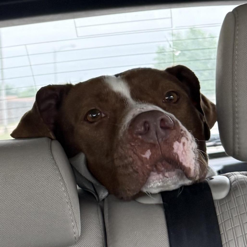 Enlarge Rocco, a Adoptable Pit Bull Terrier in Abilene, TX image 3/6