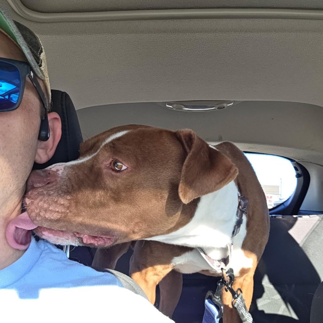 Enlarge Rocco, a Adoptable Pit Bull Terrier in Abilene, TX image 3/5